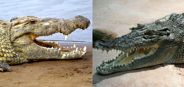 aligator-krokodyl-roznice