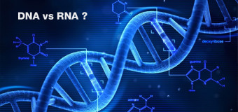 Różnice między DNA a RNA