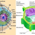 komórka zwierzęca a roślinna