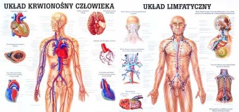 Rożnice między układem krwionośnym a limfatycznym